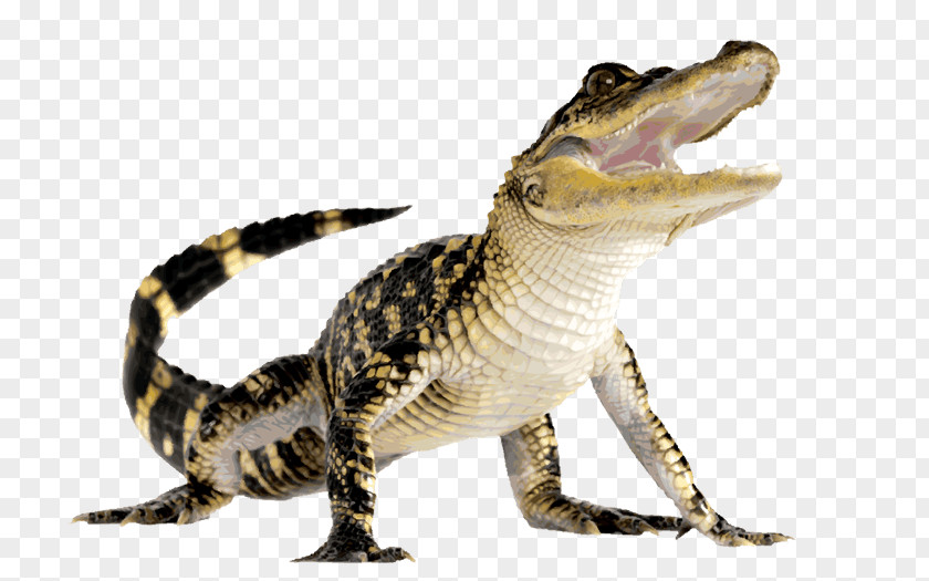 An Alligator Crocodile Reptile Deer PNG