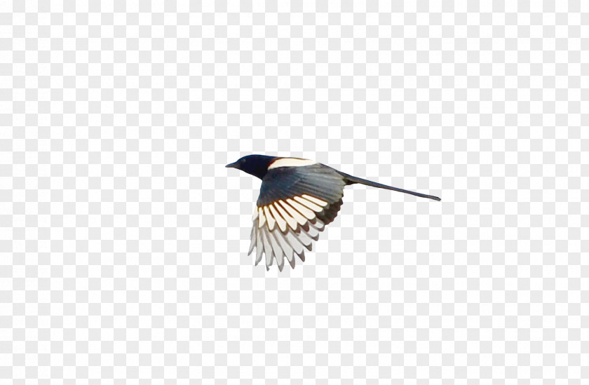 Asuka Beak Feather Wing PNG