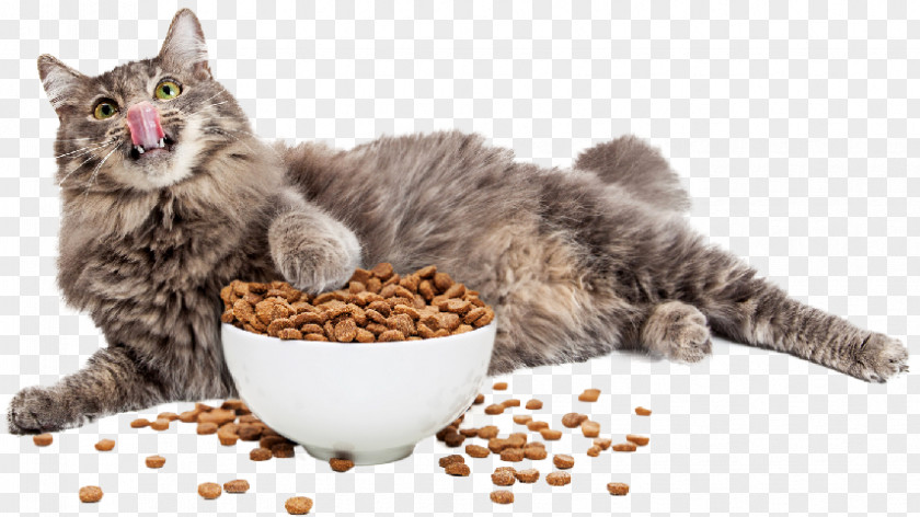 Cat Food Kitten Dog Pet PNG