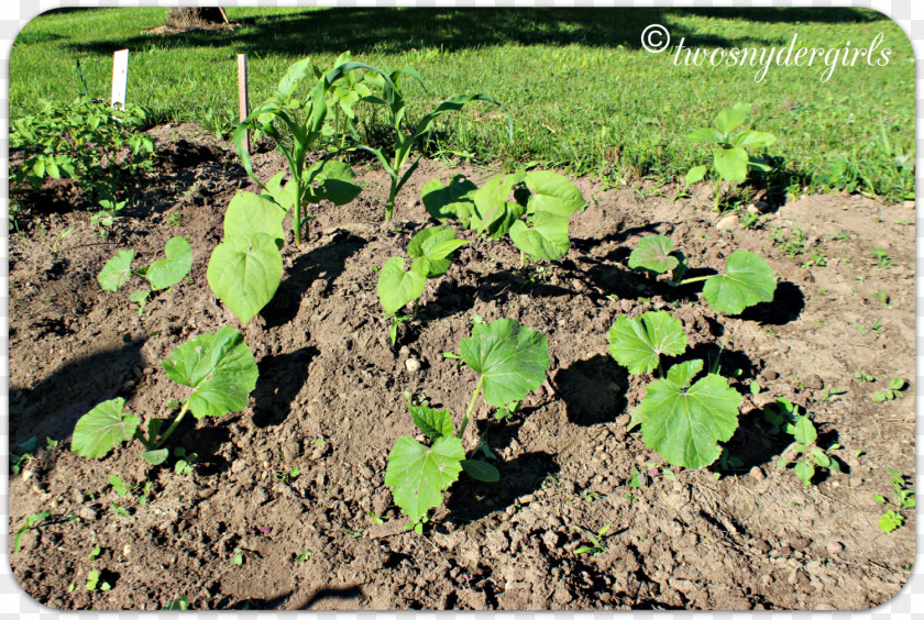 Shading Beans Agriculture Soil Crop Plantation Tree PNG