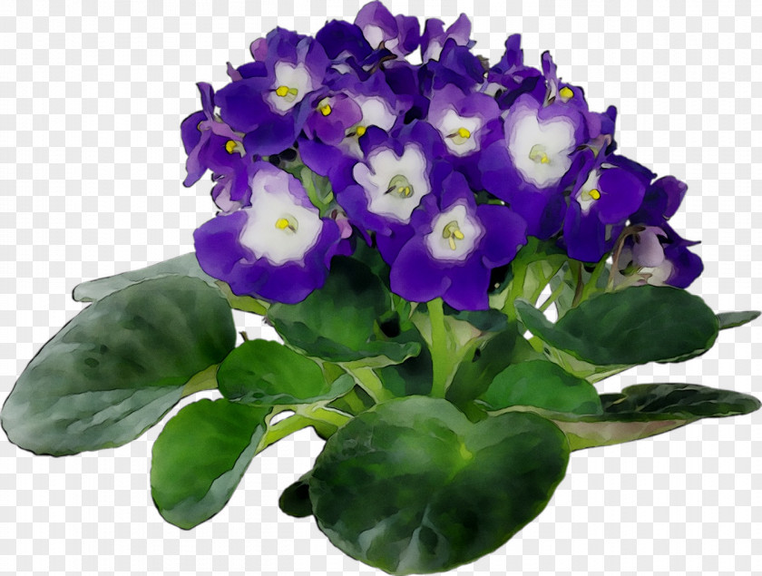 African Violets Plants Houseplant Flowerpot PNG