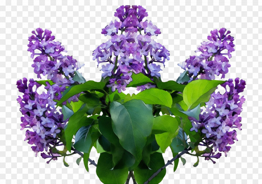 Buddleia Lavender PNG
