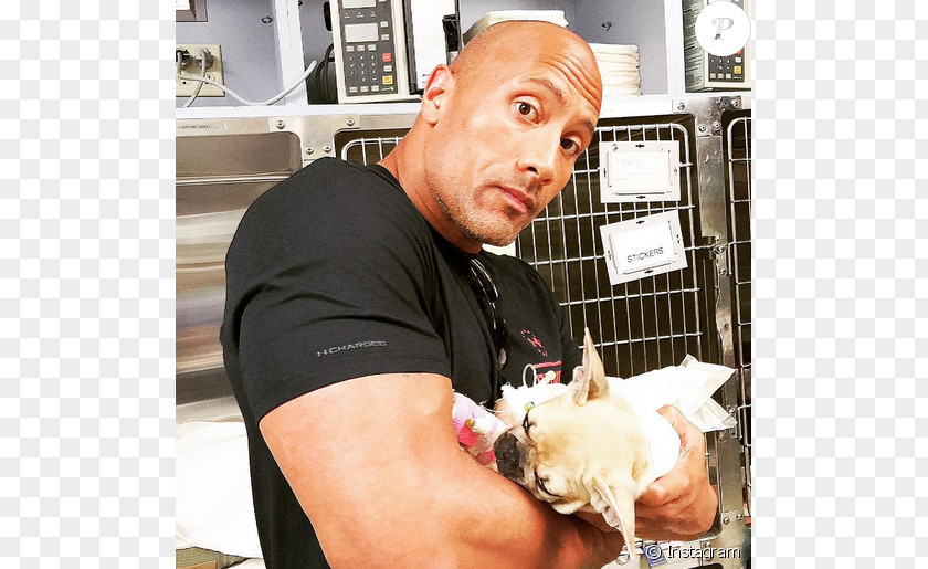 Dwayne Johnson French Bulldog Puppy The Rock Says-- : Most Electrifying Man In Sports-entertainment PNG