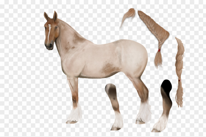 Mustang Foal Stallion Colt Mare PNG