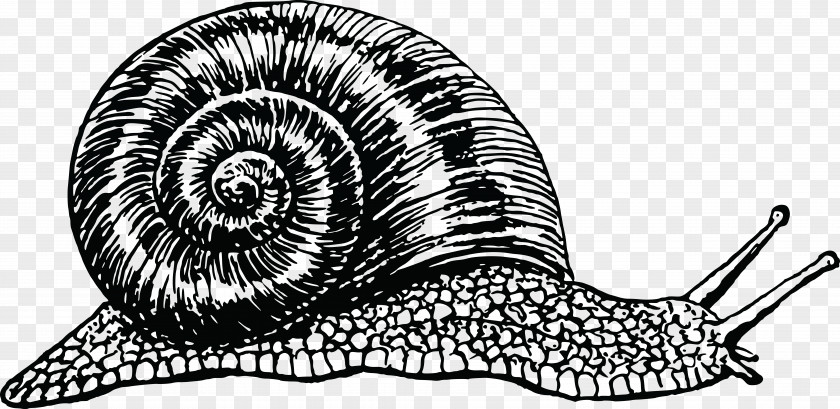 Snails Snail Cornu Aspersum Drawing Clip Art PNG