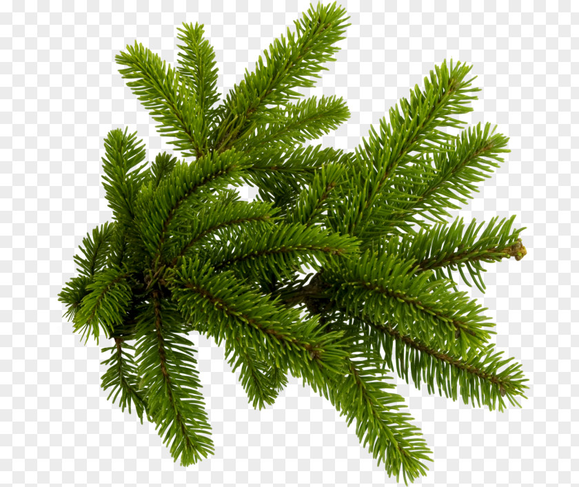 Tree Spruce Conifers Pine Clip Art PNG