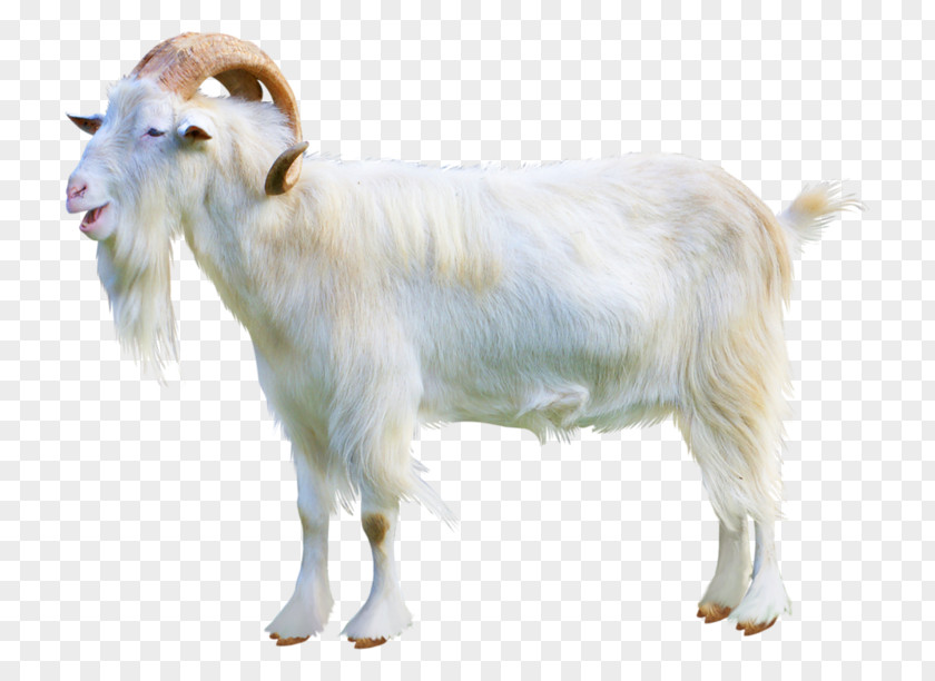 Goat Sheep–goat Hybrid Cattle Ahuntz PNG