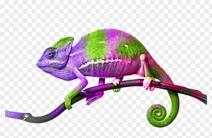 Lizard Veiled Chameleon Stock Photography Royalty-free PNG