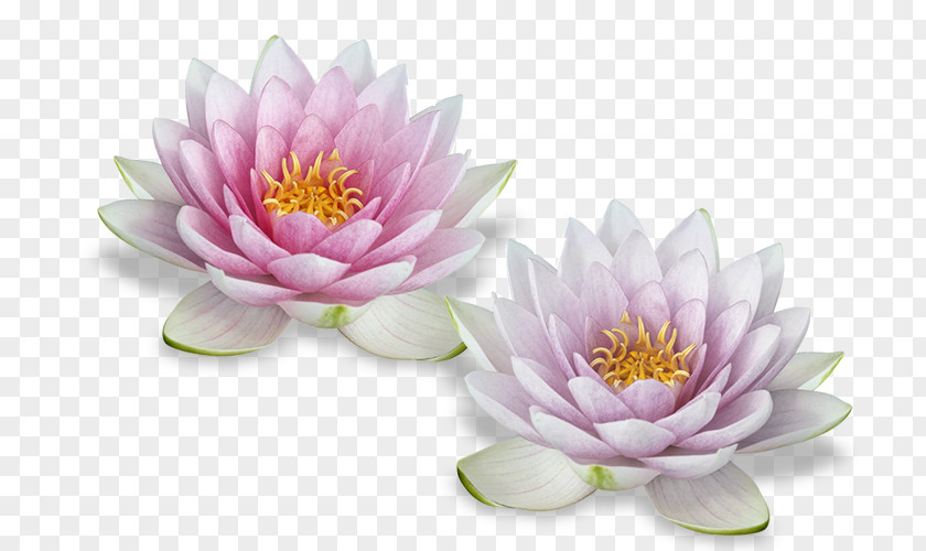 Flower Nelumbo Nucifera Egyptian Lotus PNG