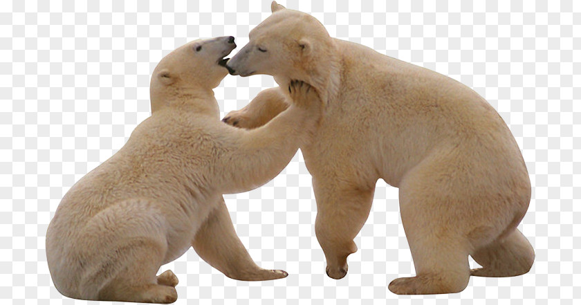 Polar Bear Bear, What Do You Hear? PNG