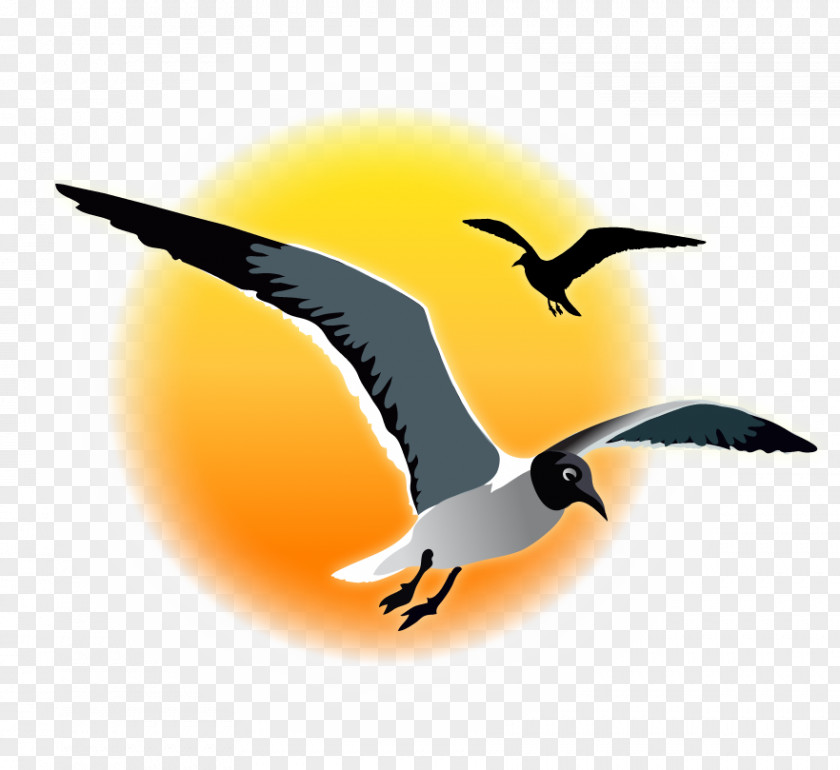 Seagull Sunset Bird Migration Fauna Water Beak PNG