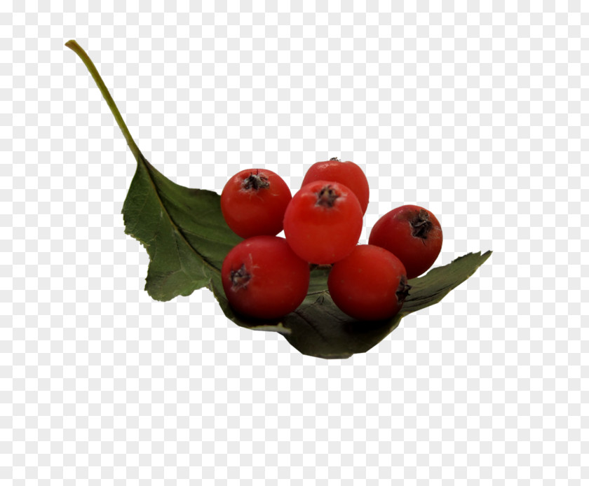 Aronia Fruit Image Sharing Cranberry Berries Rose Hip PNG
