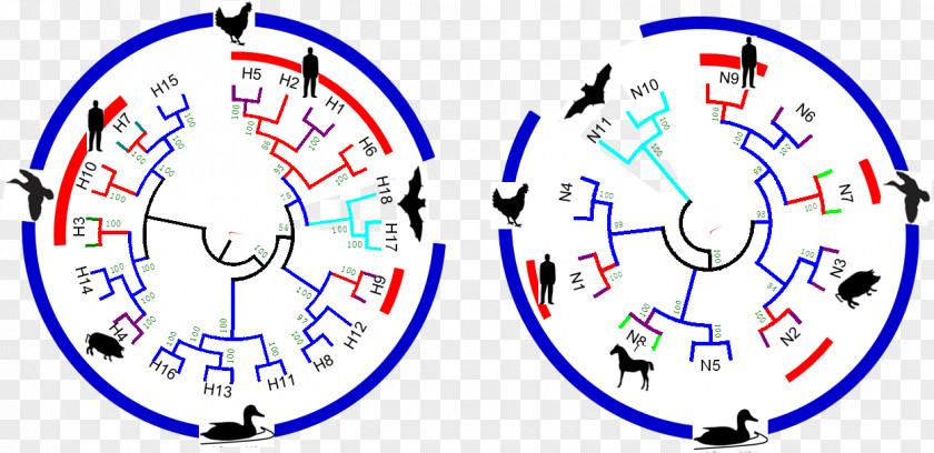 Figure Influenza A Virus Subtype H7N9 Avian PNG