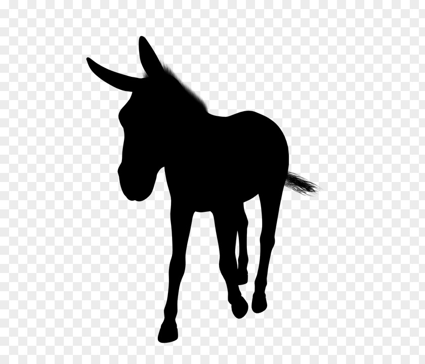 Mule Foal Mustang Stallion Donkey PNG