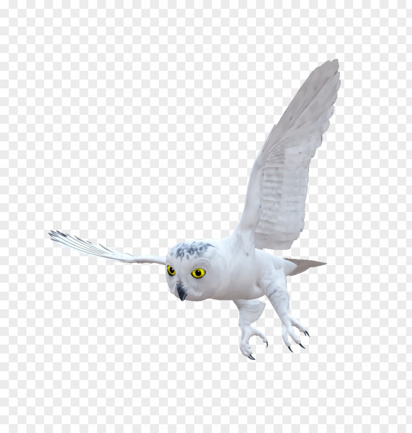 Owls Hummingbird Owl Email Clip Art PNG