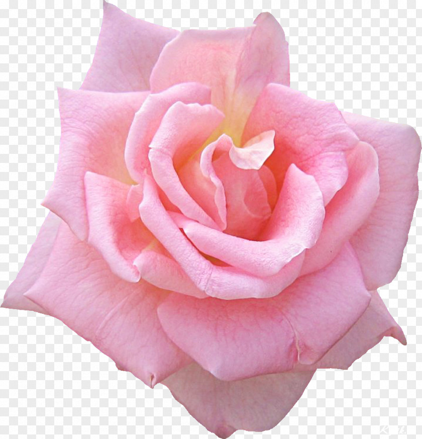 Rose Pink Garden Roses Picture Frames Widescreen Clip Art PNG