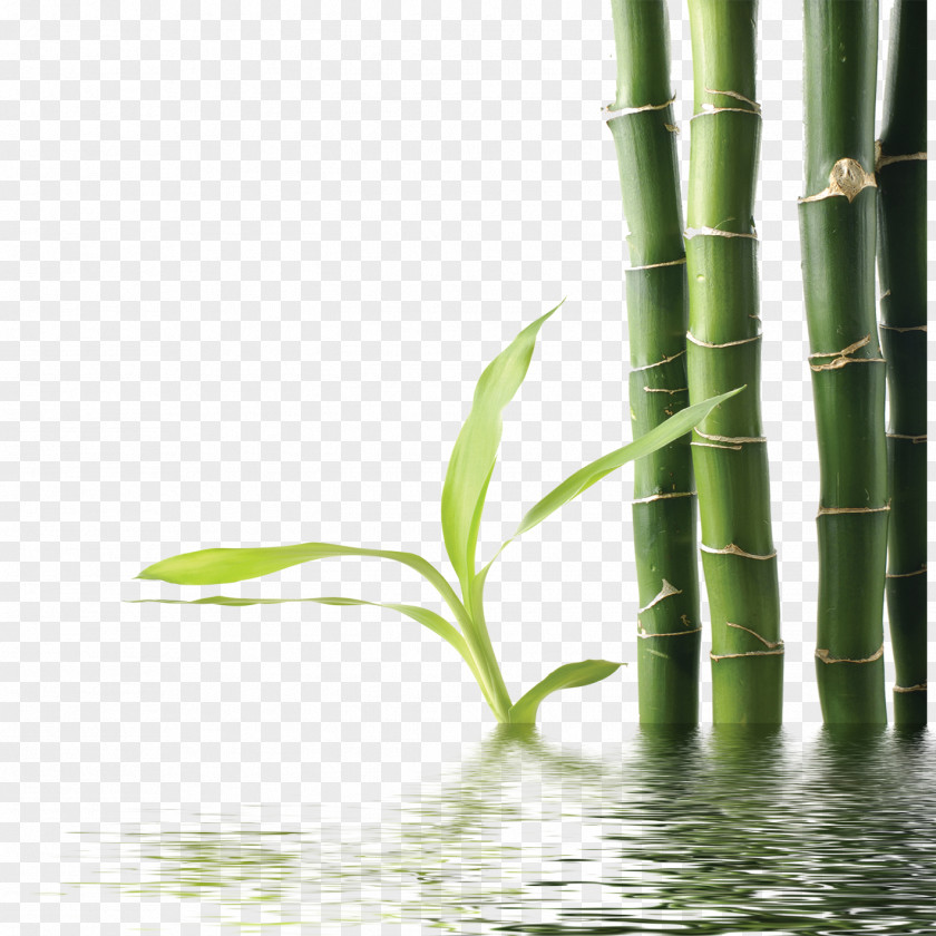 Bamboo Green Download PNG