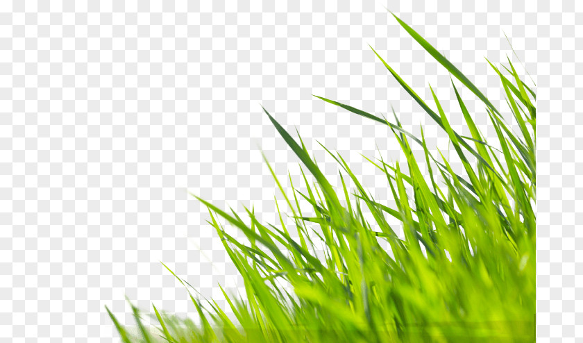 Creative Grass Fototapet Wallpaper Paste Tapetklister Green PNG