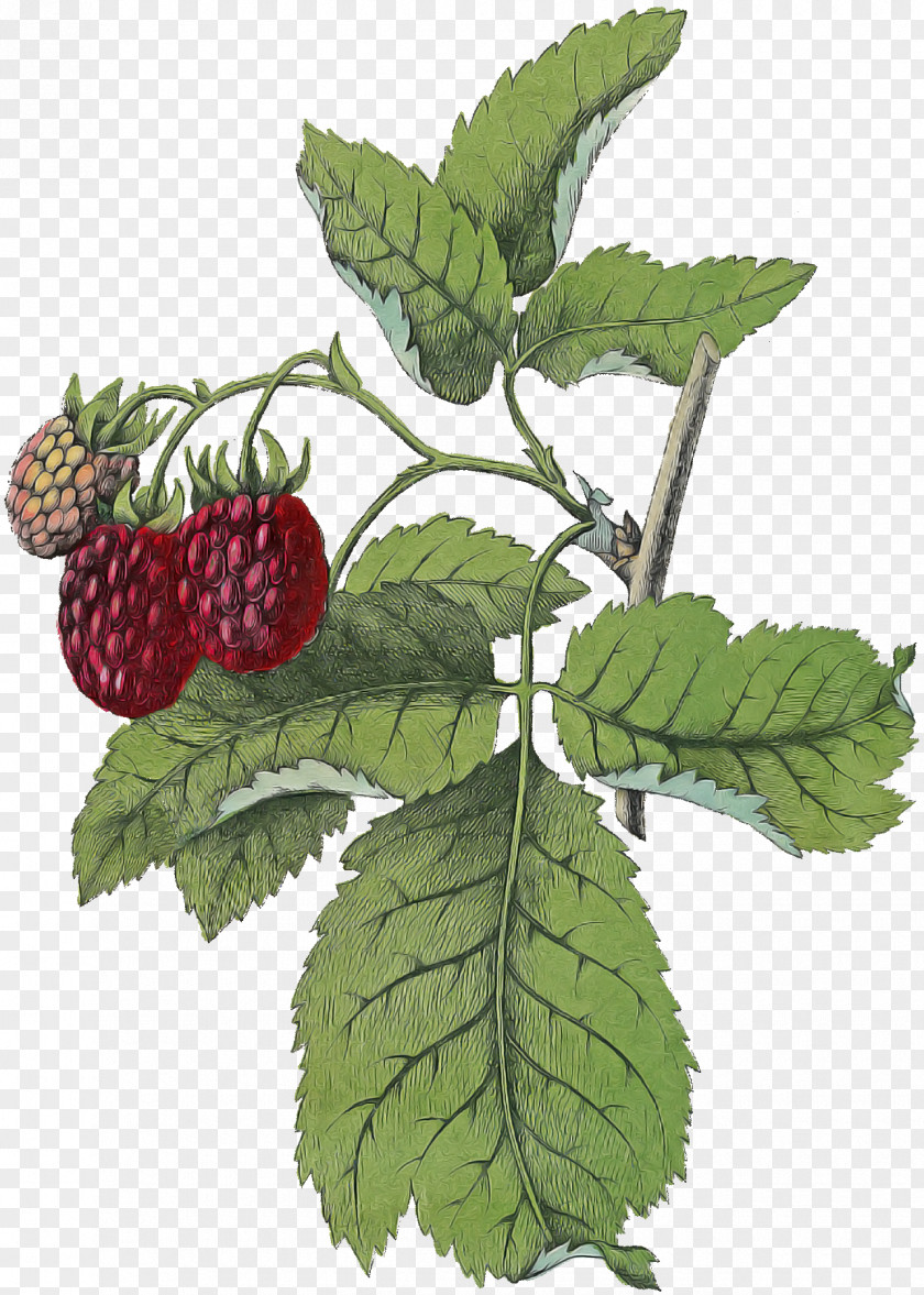 Dewberry Red Mulberry Plant Leaf West Indian Raspberry Berry Blackberry PNG