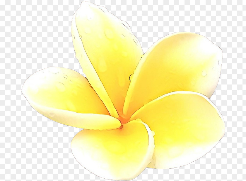 Plant Flower Frangipani Yellow Petal PNG