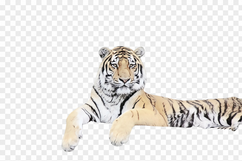 Terrestrial Animal Big Cats Tiger Bengal Siberian Wildlife Figure PNG