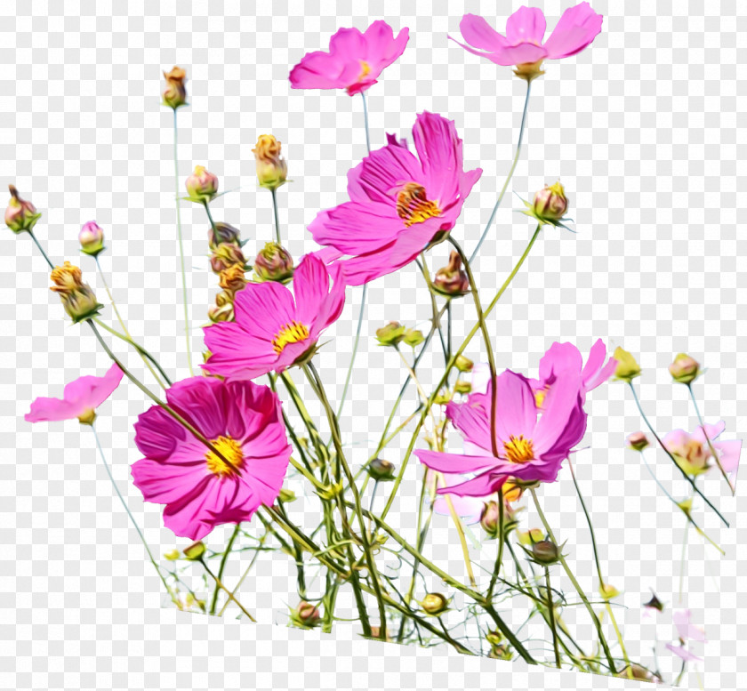 Daisy Family Cosmos Flower Flowering Plant Cut Flowers Garden PNG