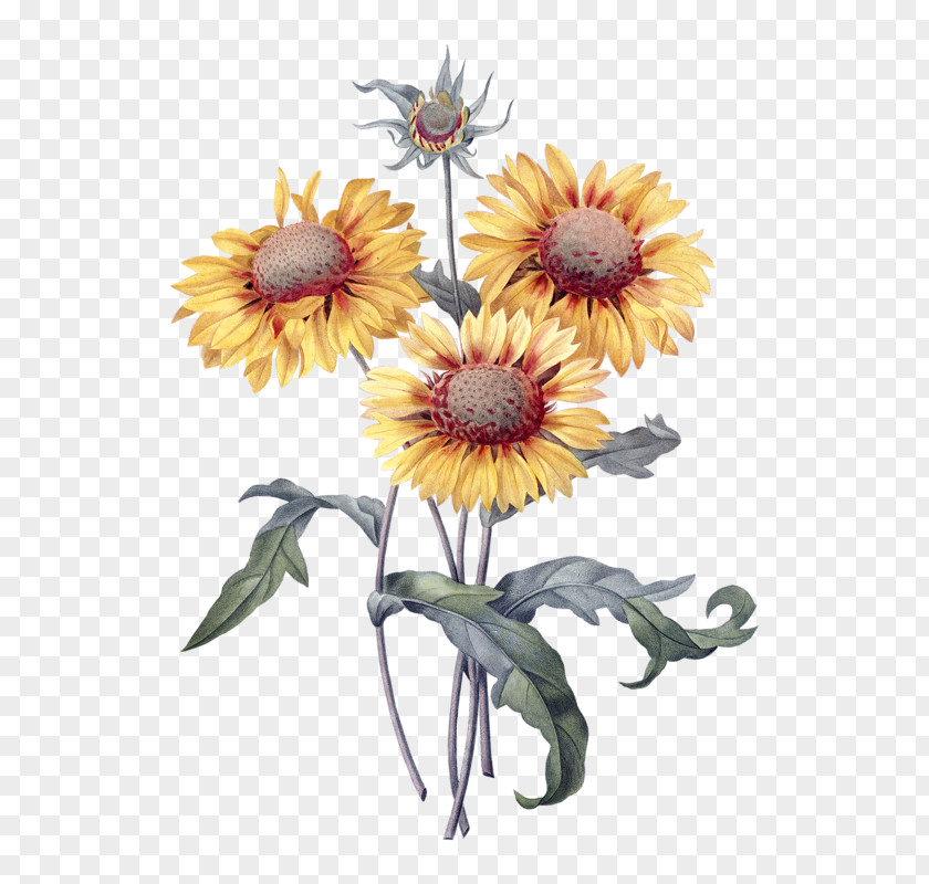 Flower Botanical Illustration Botany Common Sunflower Prints PNG