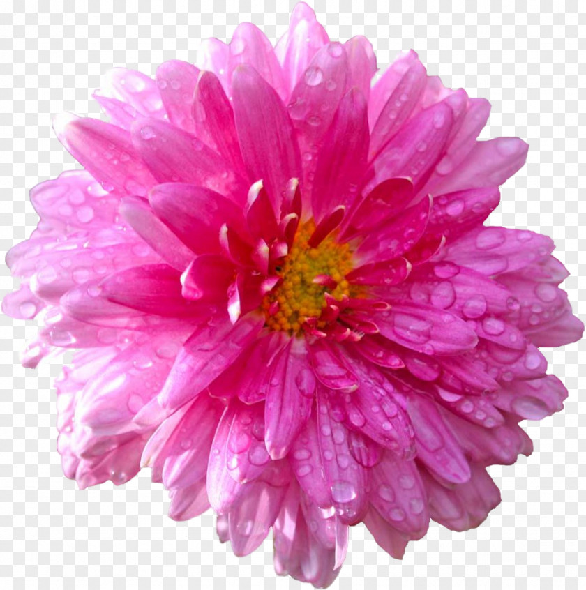 Flower Stock Photography Dahlia Common Daisy Clip Art PNG