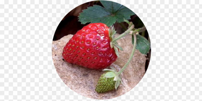 Real Strawberries Strawberry Food Fruit Juice Breakfast PNG