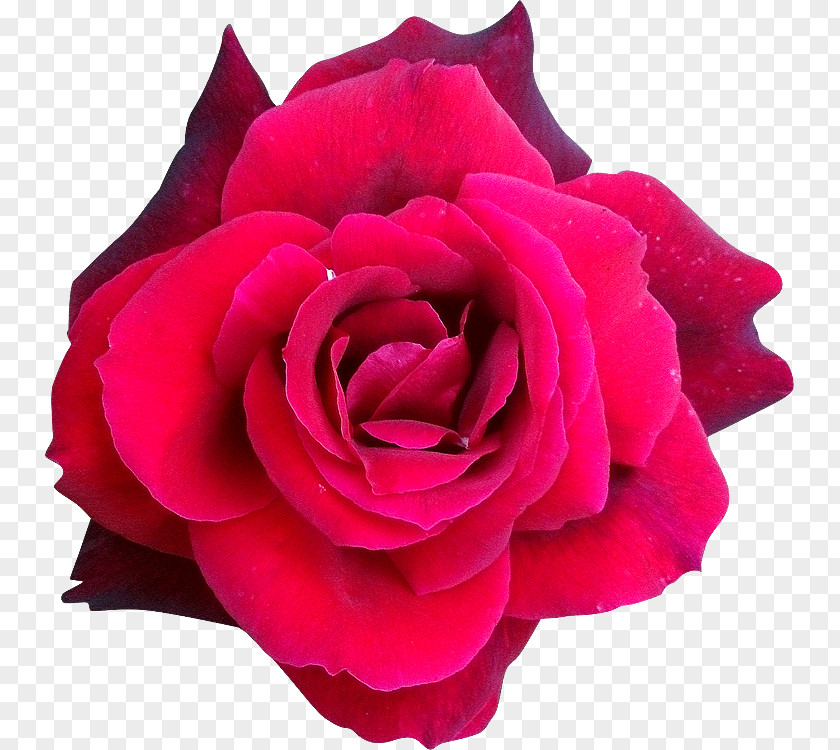 Rose Creative Garden Roses Flower Petal Helleborus Niger Centifolia PNG