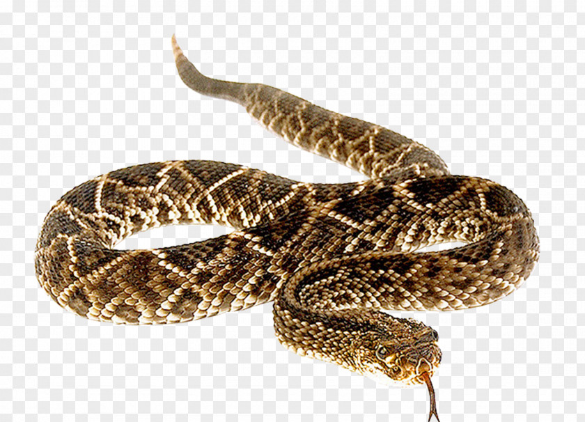 Snake Snakebite Anaconda Vipers Venomous PNG