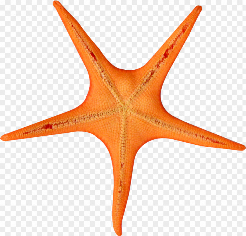 Star Orange Cartoon Stars PNG