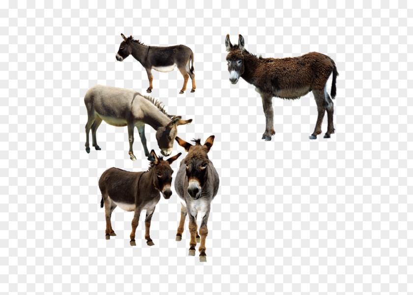 Donkey The Sanctuary Mule Image PNG