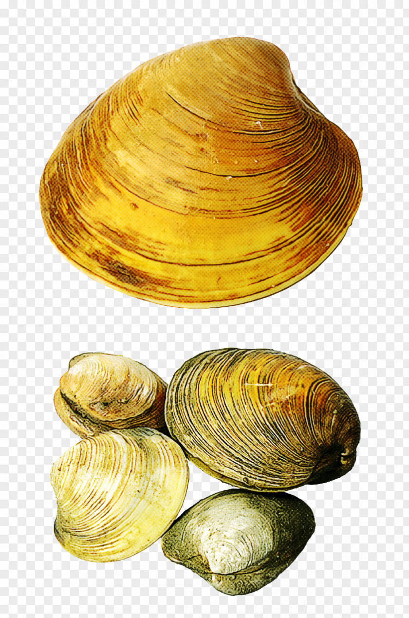 Oyster Shellfish Clam Bivalve Baltic Mussel Cockle PNG