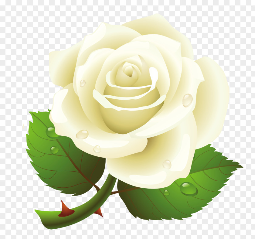 Rose Clip Art Borders And Frames Illustration PNG