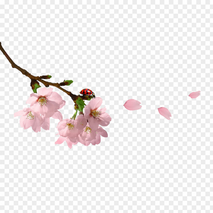 A Pink Peach Floats Spring Branch Clip Art PNG