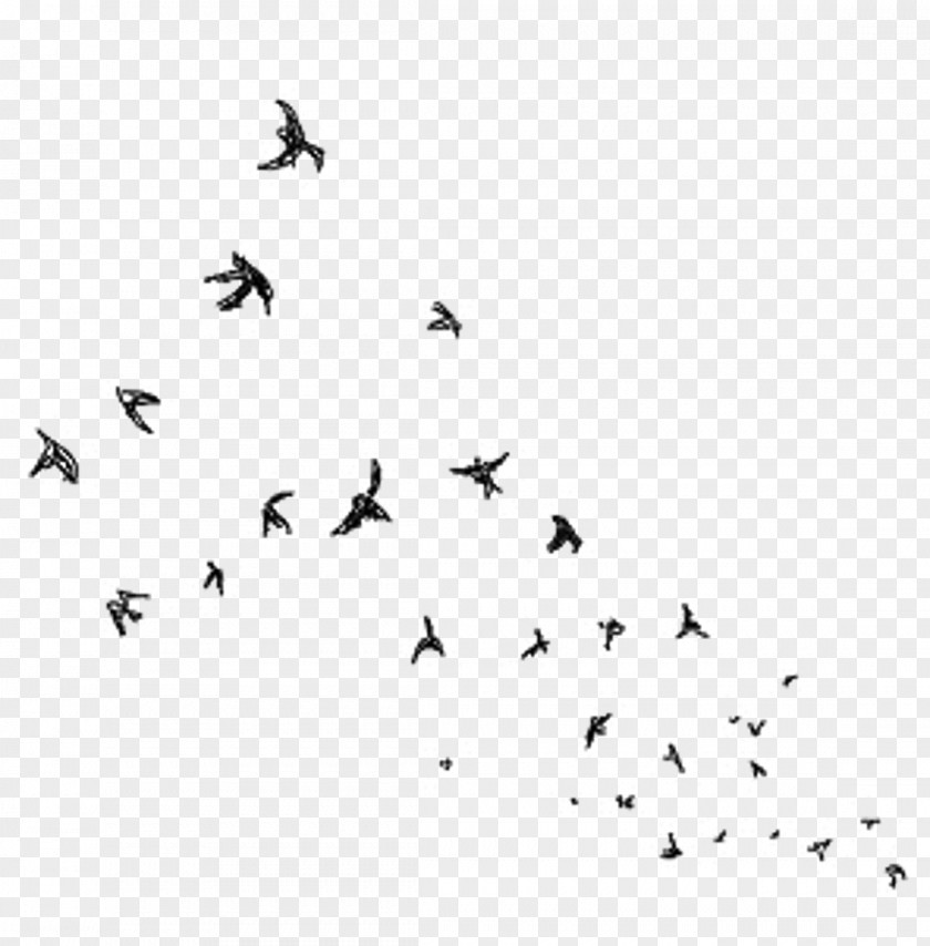 Ballet Bird Migration Wings PNG