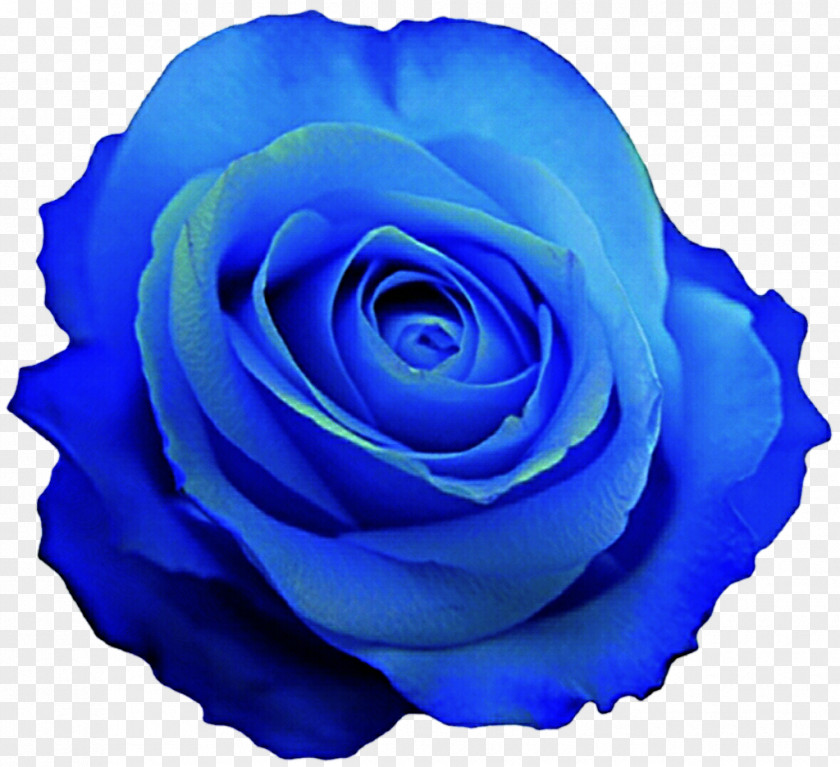 Blue Flower Rose Desktop Wallpaper Clip Art PNG