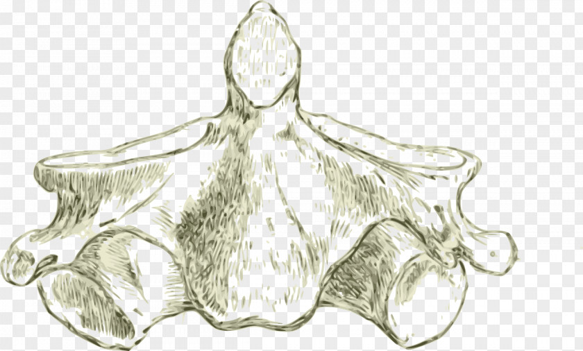 Cervical Vertebrae Axis Anatomy Vertebral Column Bone PNG