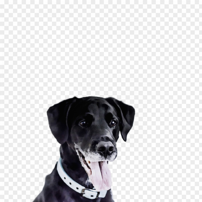 Dog Labrador Retriever Collar Sporting Group Snout PNG