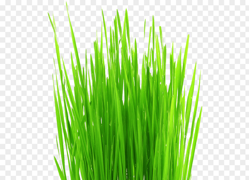 Flourishing Lawn Aerator Grass Weed PNG