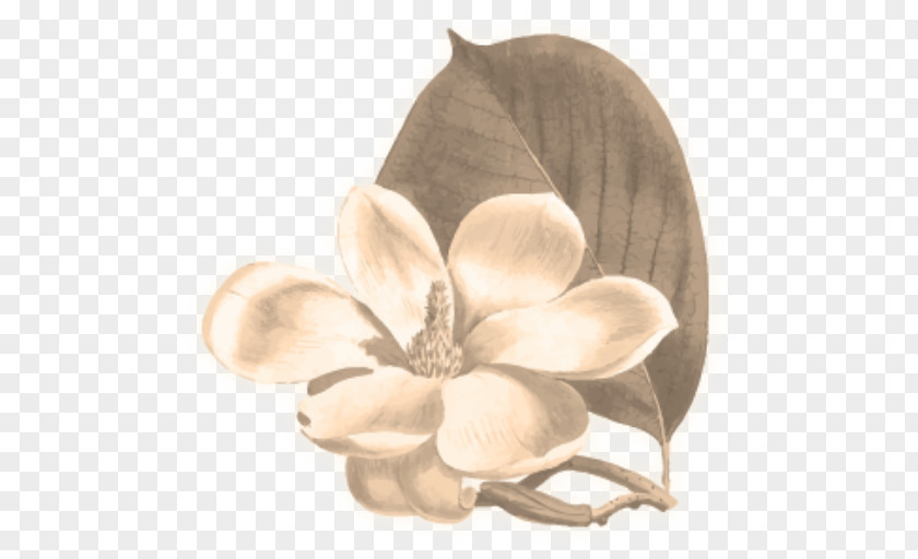 Flower Yulan Magnolia Botany Botanical Illustration Chinese PNG