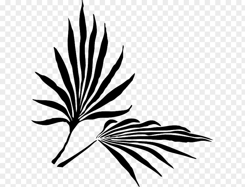 Monstera Palm Branch Frond Arecaceae Clip Art PNG