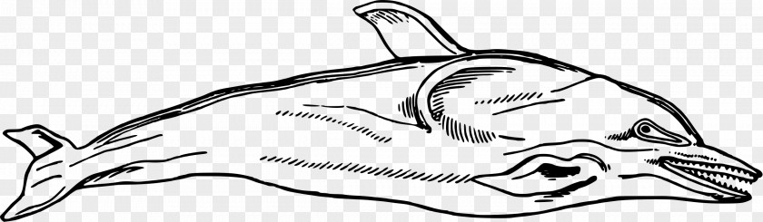 Nature Sea Animals Dolphin Line Art Clip PNG