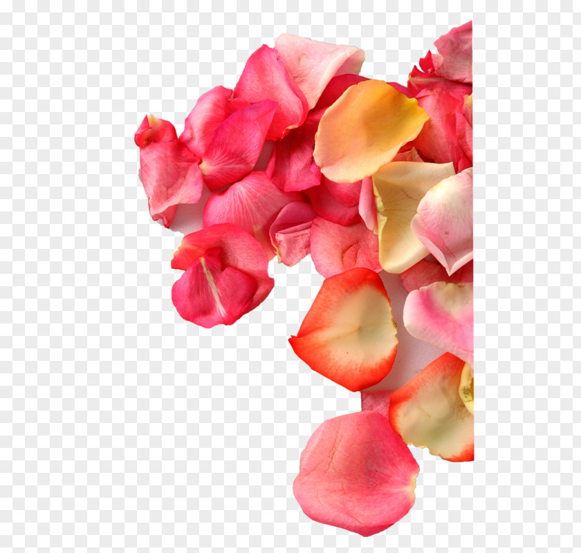 Rose Image Stock.xchng Photography PNG
