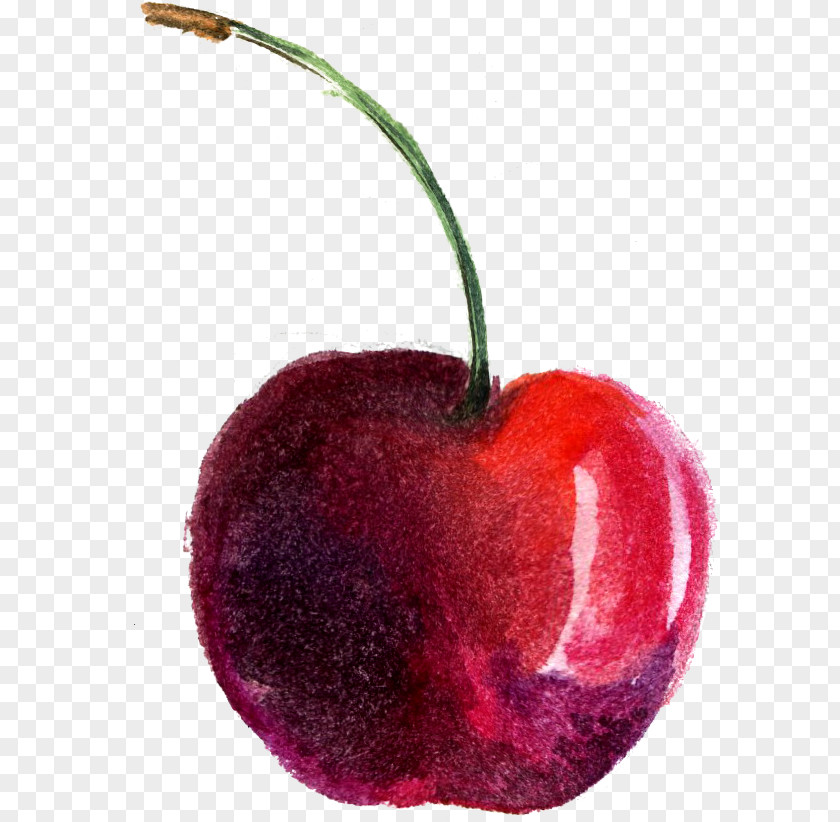 Cherry Watercolor Painting PNG