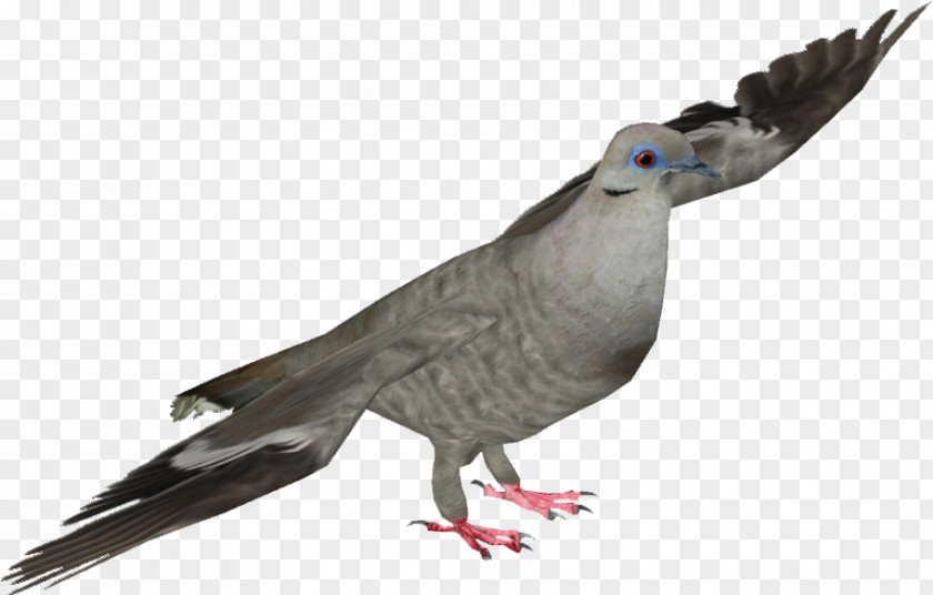 Tail Cockatiel Dove Bird PNG