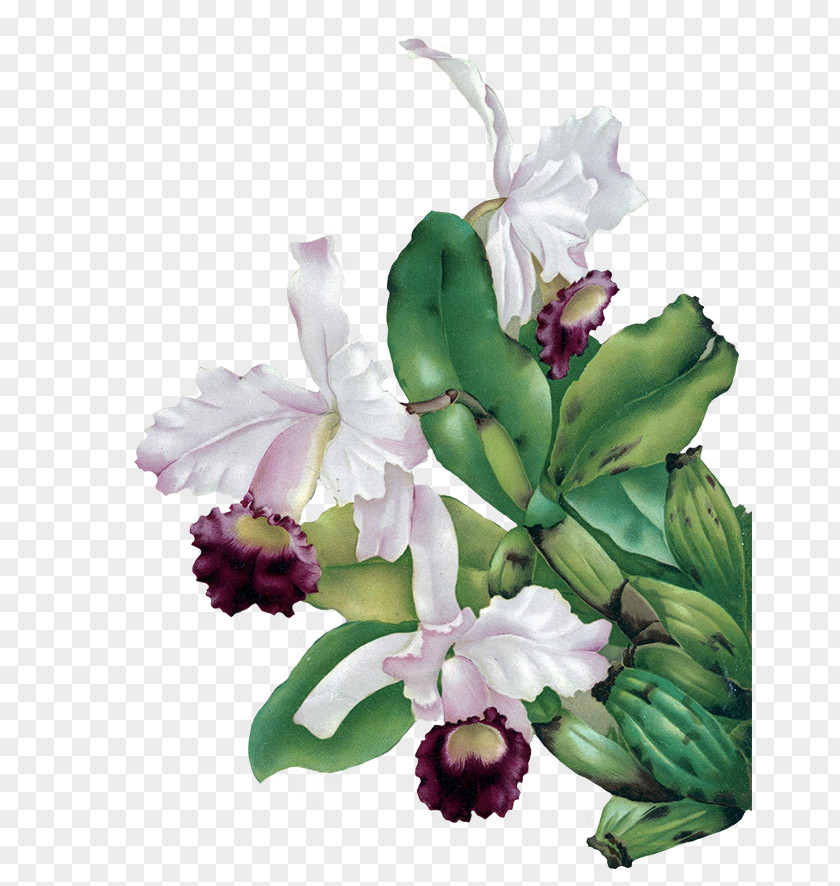 Watercolor Floers Flower Orchids Green Clip Art PNG