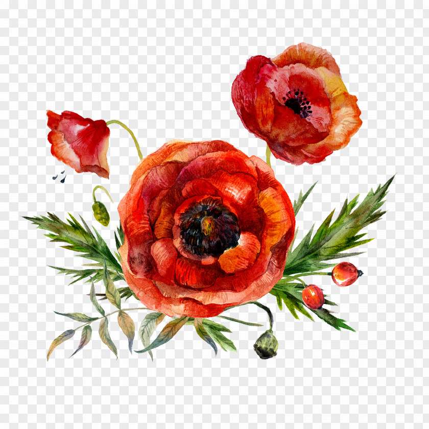 Watercolor Flowers Painting Flower Poppy PNG