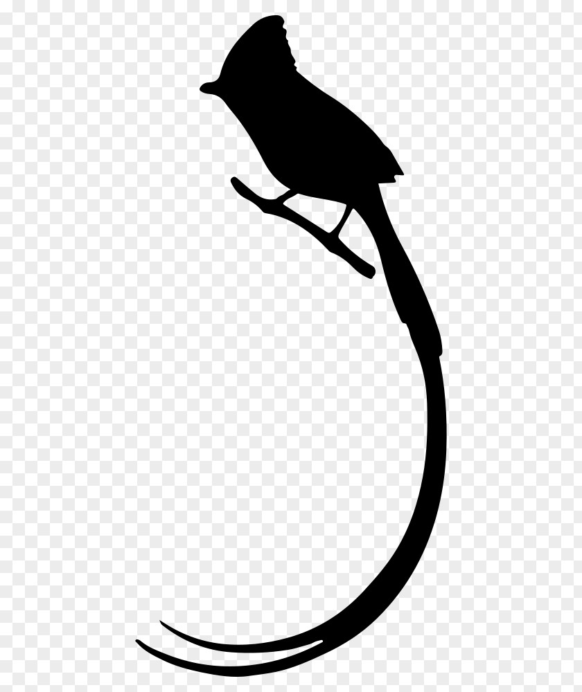 Bird Long Tail Drawing Clip Art PNG
